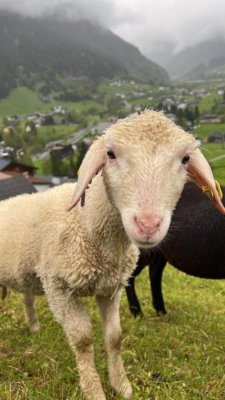 Alpenpension Maderer Gaschurn Dış mekan fotoğraf