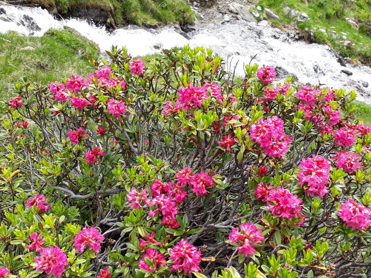 Alpenpension Maderer Gaschurn Dış mekan fotoğraf